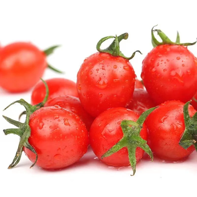千禧圣女果红色小番茄净重4斤【顺丰/京东包邮】皮薄酸甜爆汁爽口