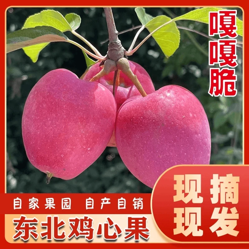 发货5斤东北嘎嘎特产正宗鸡心果酸甜脆爆汁新鲜采摘新鲜