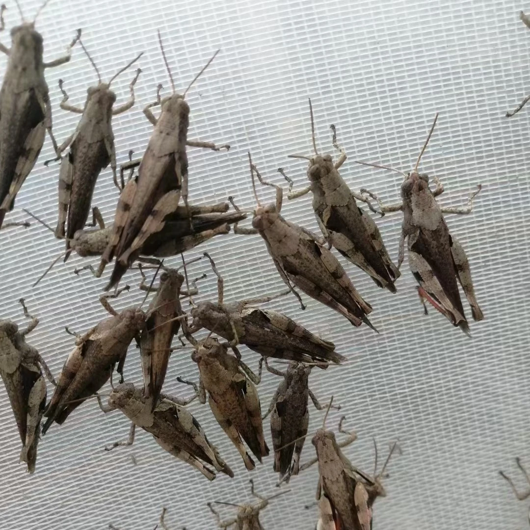 丁蜢活虫花腿虰蜢画眉鸟食提性壮膘收身喂鸟的虫子