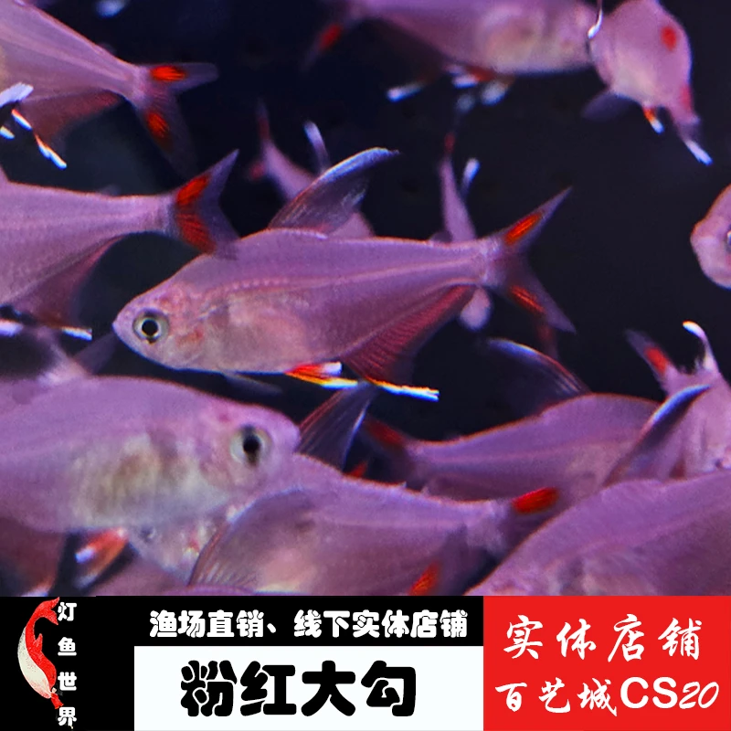 南美小型灯科鱼粉红大勾扯旗鱼耐看好养群游观赏鱼饲养混养热带