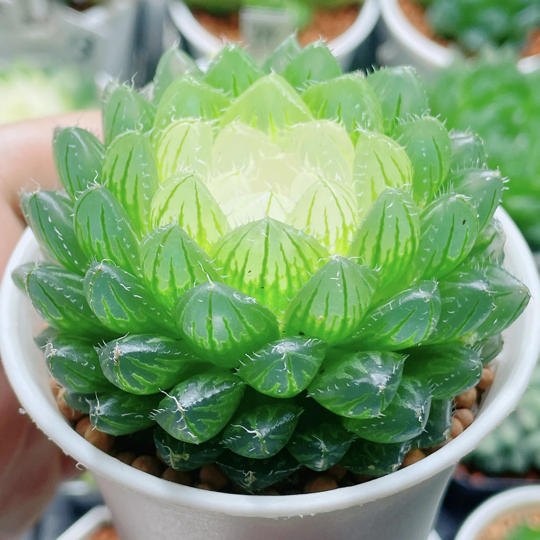 宝莲灯（满16包邮） 白莲花 翠云玉露十二卷多肉植物