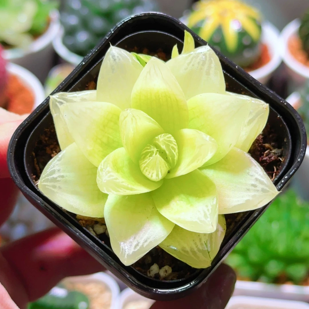 黄金玉露（满18包邮）黄金玉露十二卷多肉植物