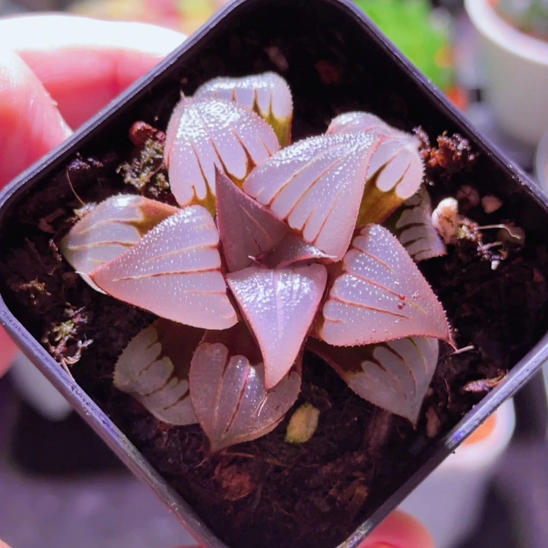 媚凤 芭提雅系列（满16包邮）玉露十二卷寿多肉