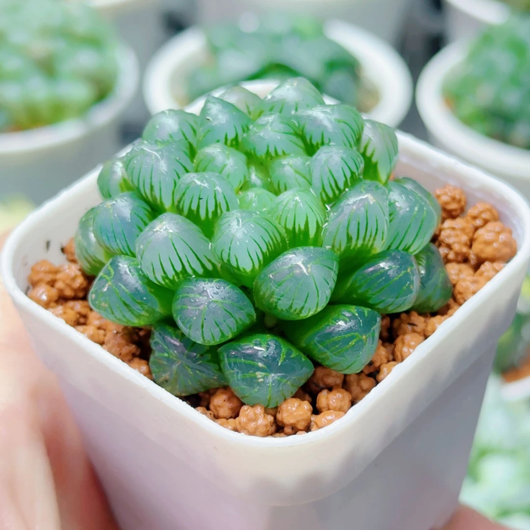 糯肌玉露1盆（满16包邮） 原盆原土十二卷玉露多肉