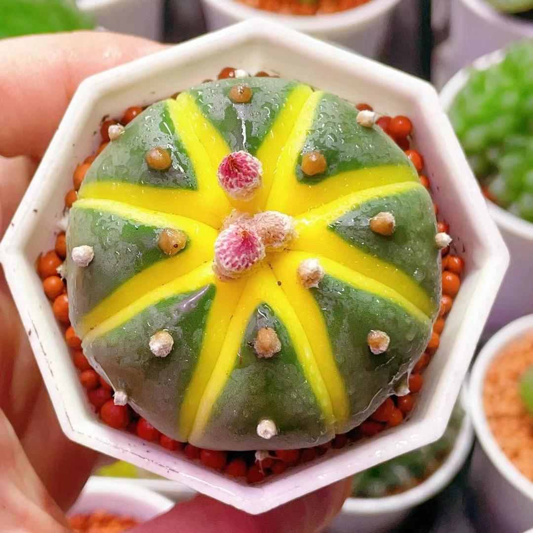 【星兜锦】 （满16包邮） 原盆原土 发货不带花苞 仙人球多肉