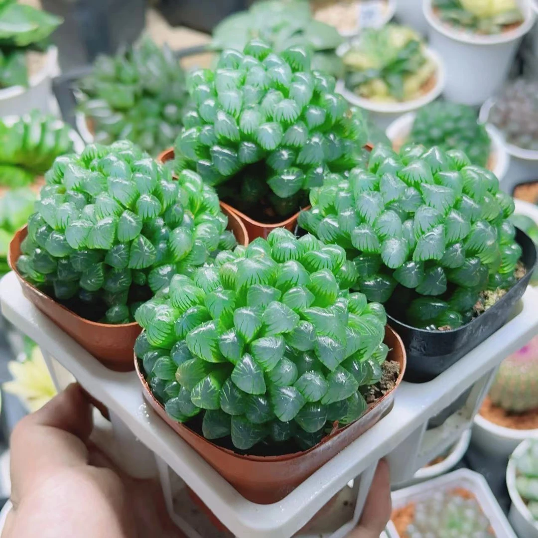 粉姬玉露群1盆（满18包邮）手捧花造型十二卷玉露多肉植物