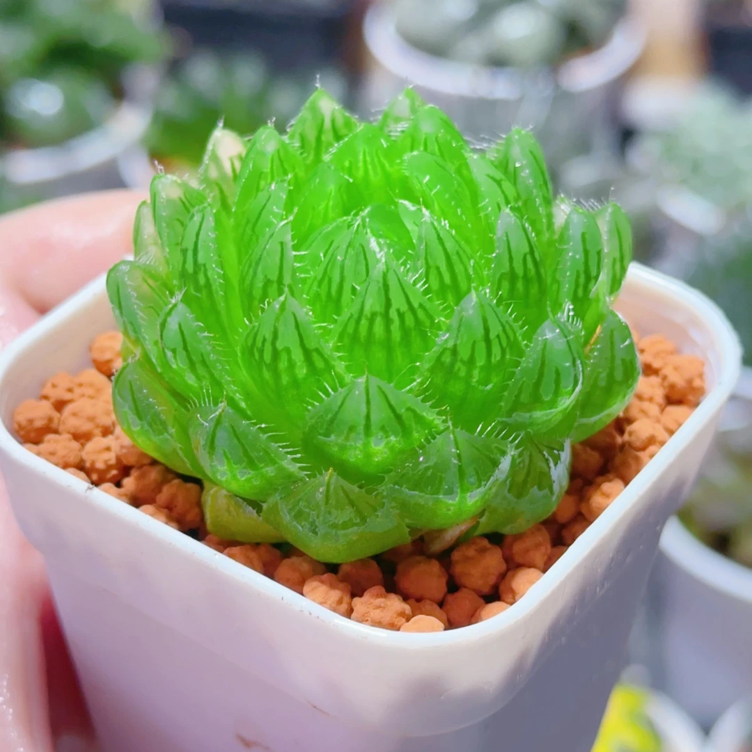 樱水晶 （满16包邮）7公分方盆玉露十二卷母本