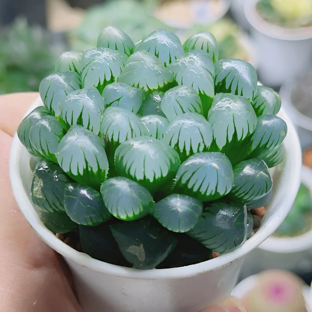冰灯玉露（满16包邮） 冰灯玉露 十二卷玉露透窗多肉植物