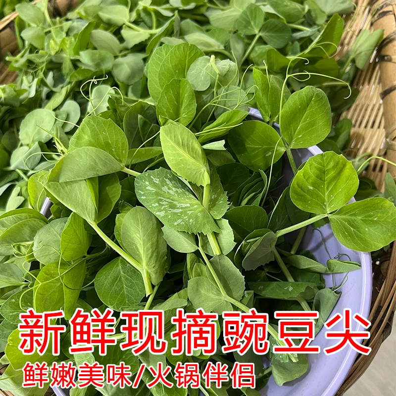 新鲜现摘豌豆尖豌豆颠嫩叶蔬菜当季时令火锅菜麻辣烫菜嫩芽