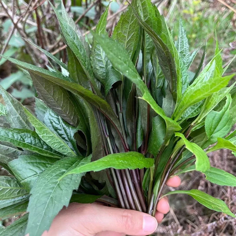 贵州深山新鲜野外柴胡叶柴胡尖时令蔬菜柴胡叶子冰袋泡沫箱发货