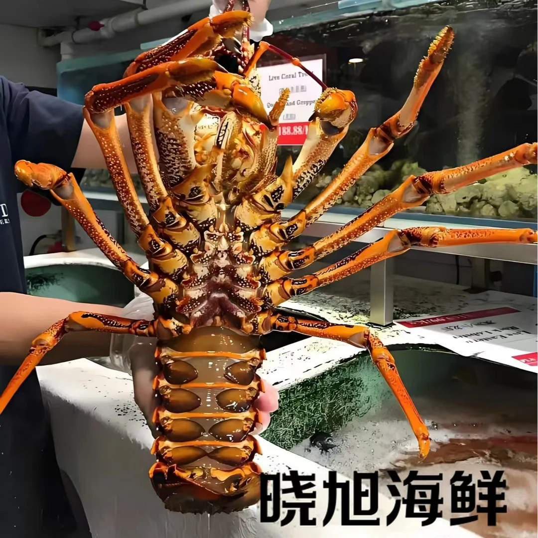 澳洲龙虾 鲜嫩可口 体硕肉肥