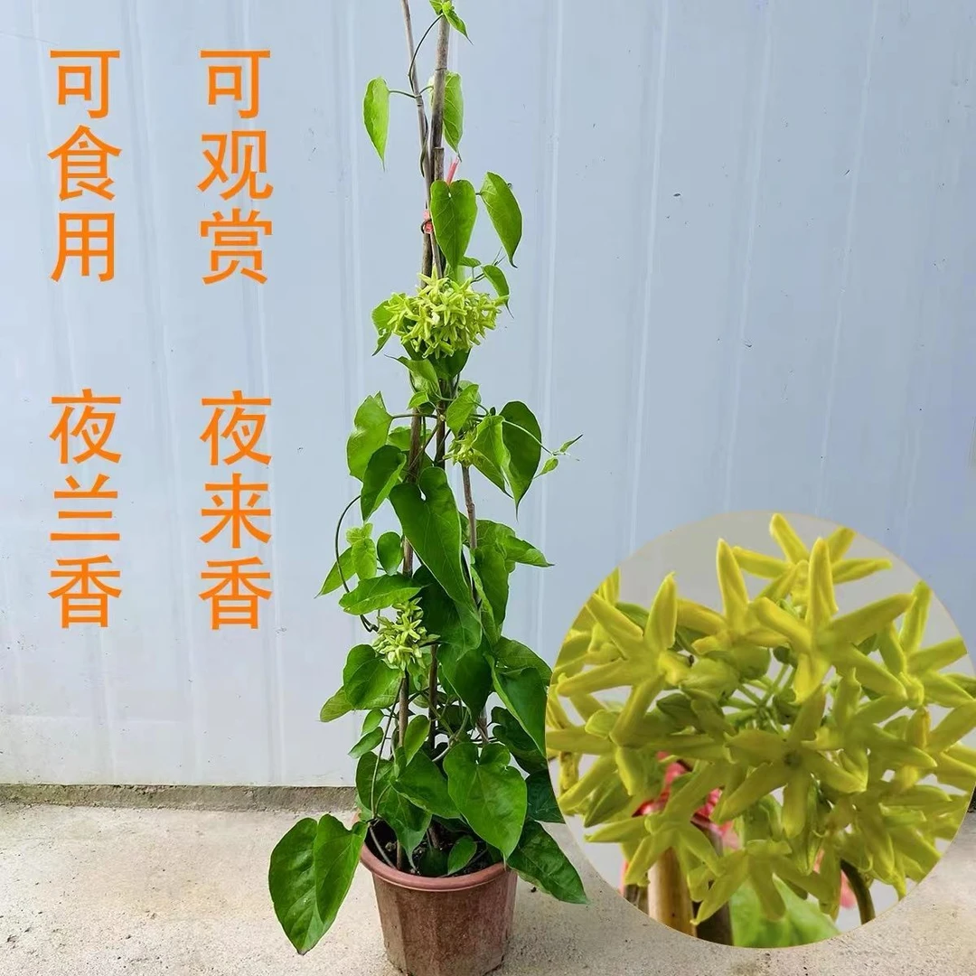 藤本千里香夜兰花食用藤本夜来香盆栽驱蚊夜兰花苗星状花瓣月见草