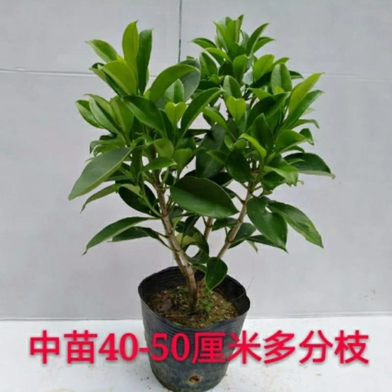 非洲茉莉花灰莉木阳台室内净化空气吸甲醛盆栽风水绿植四季月见草