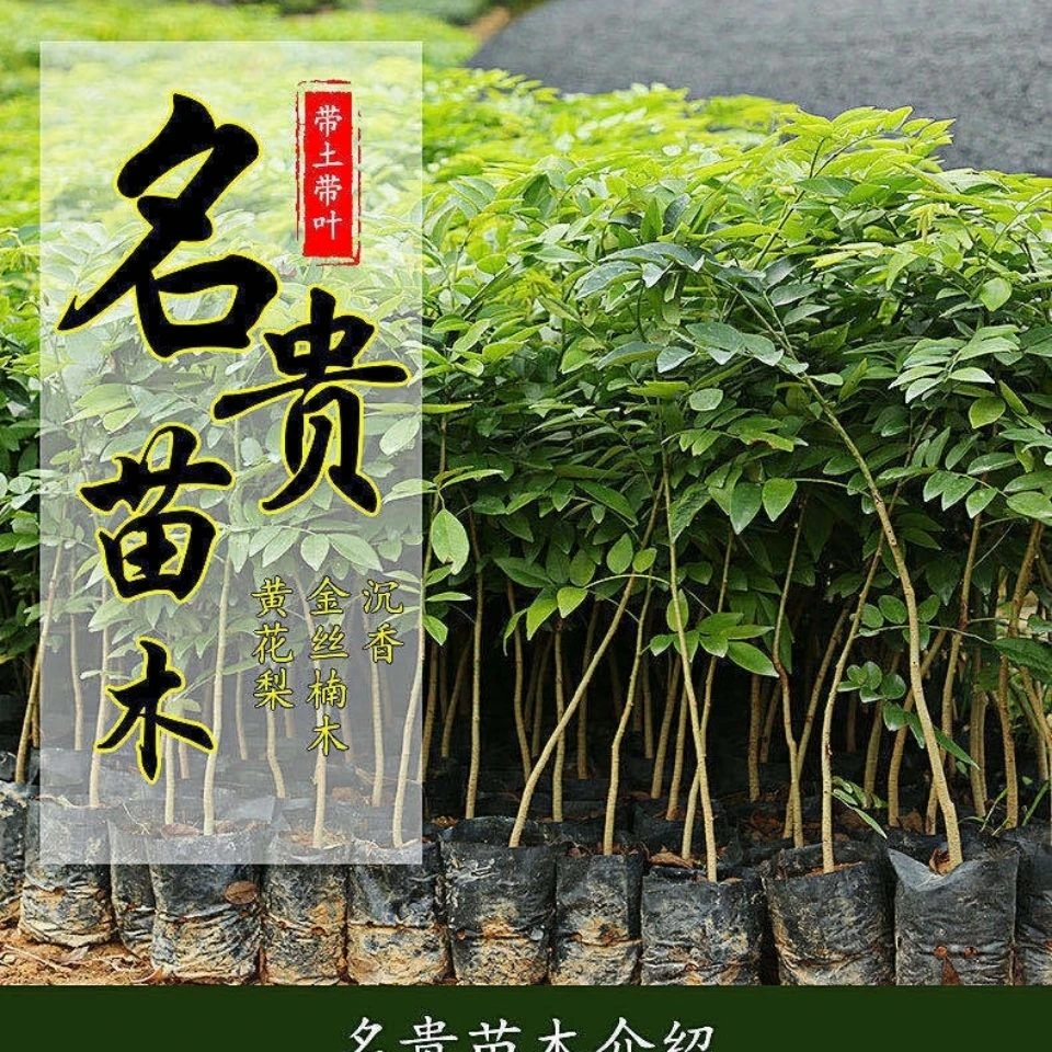 正宗名贵树苗沉香树苗 金丝楠木树苗 盆栽地栽 绿植树苗四季可种