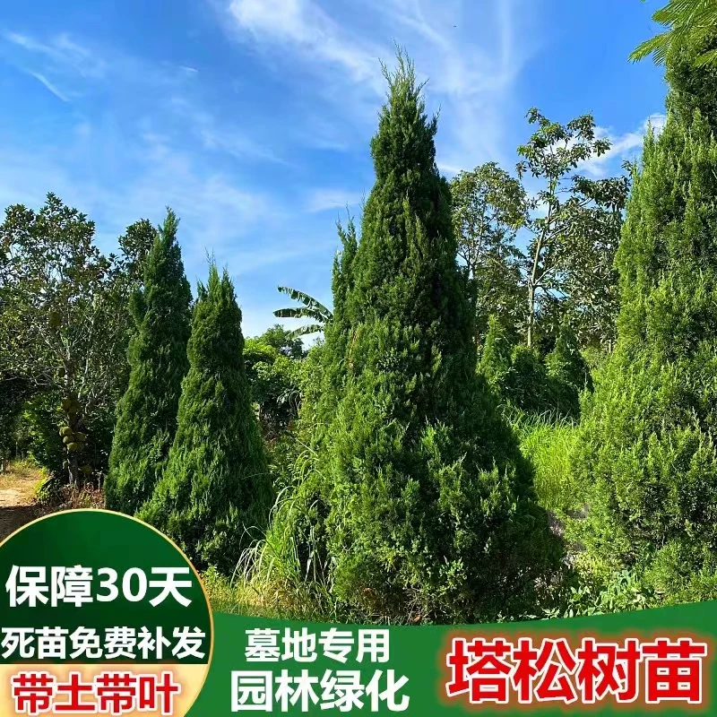 松柏树苗塔柏树苗侧柏树苗扁柏苗圆柏松树宝塔松龙柏苗柏树四季青