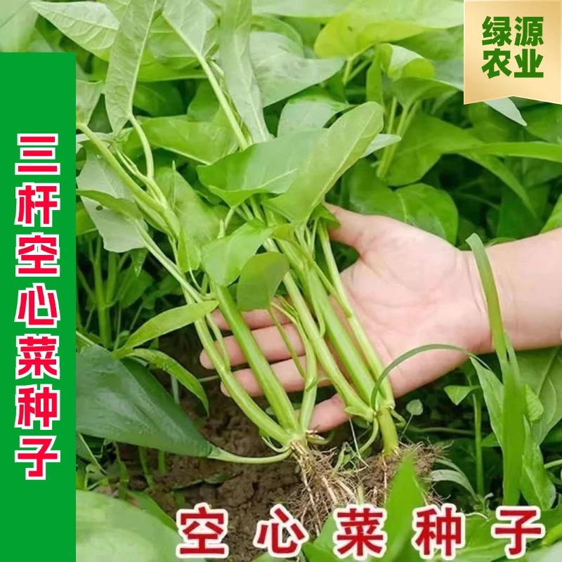 【全店满五包包邮】三杆空心菜种子柳叶通心菜种子