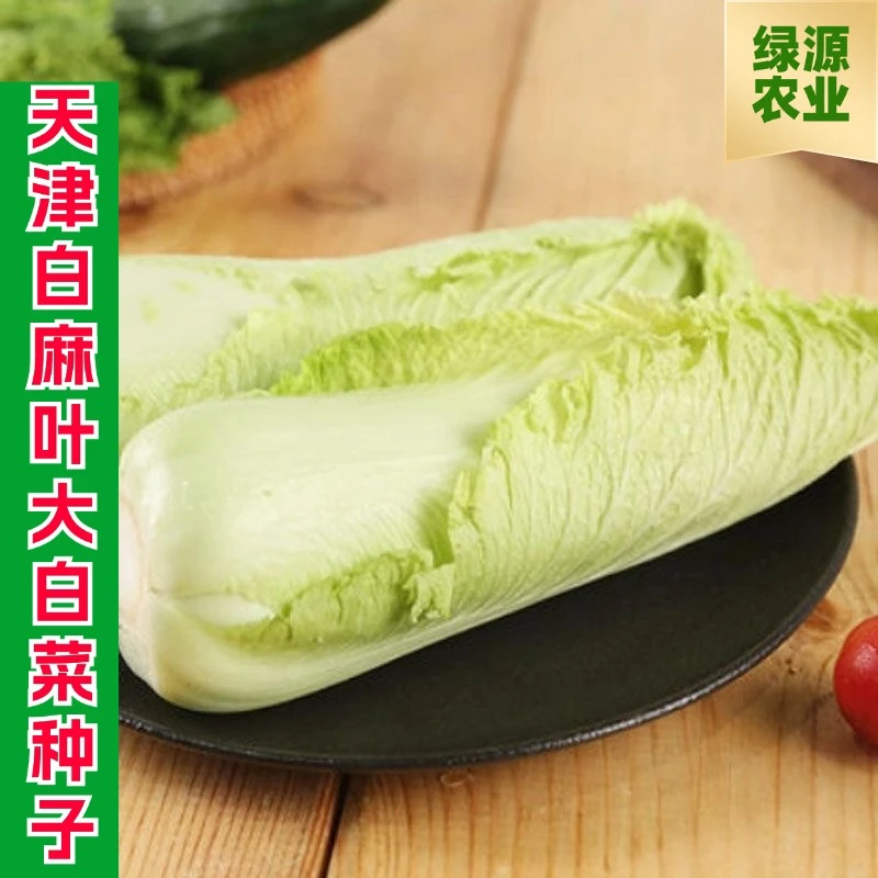 【全店满五包包邮】天津白麻叶大白菜种子直筒包心农家蔬菜种