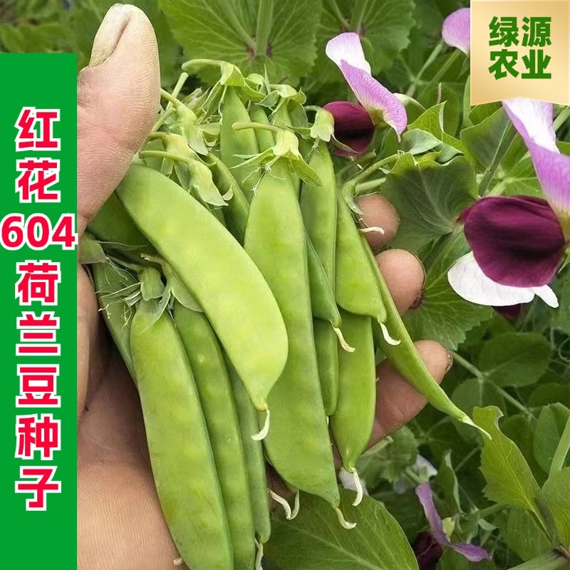 【全店满五包包邮】红花604荷兰豆种子秋冬季甜脆豌豆蔬菜种子