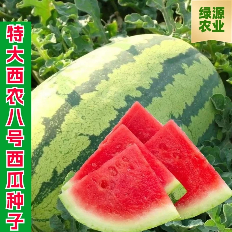 【全店满五包包邮】红色家庭高产特大西农八号西瓜种子田园水果种孑