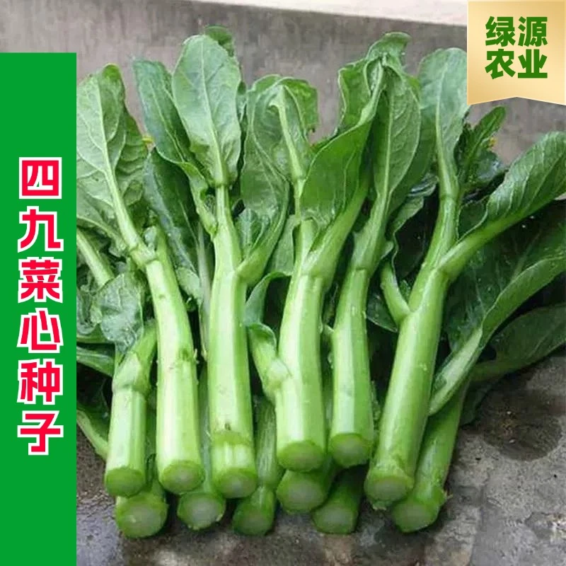 【全店满五包包邮】四九菜心种子青菜种籽农家盆栽蔬菜种孑