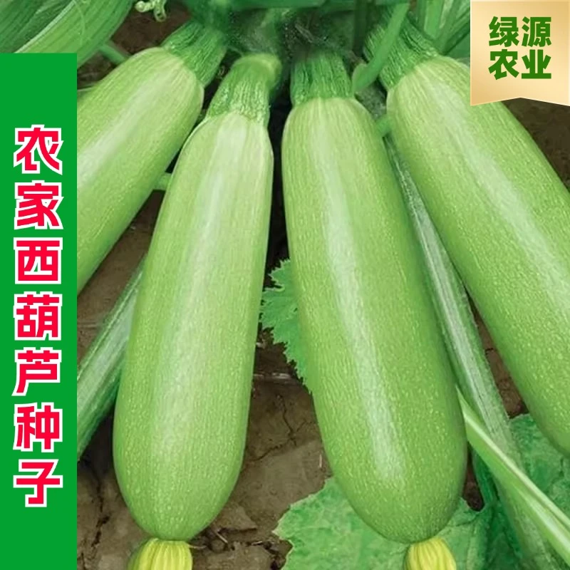 【全店满五元包邮】西葫芦种子农家西葫芦蔬菜种子