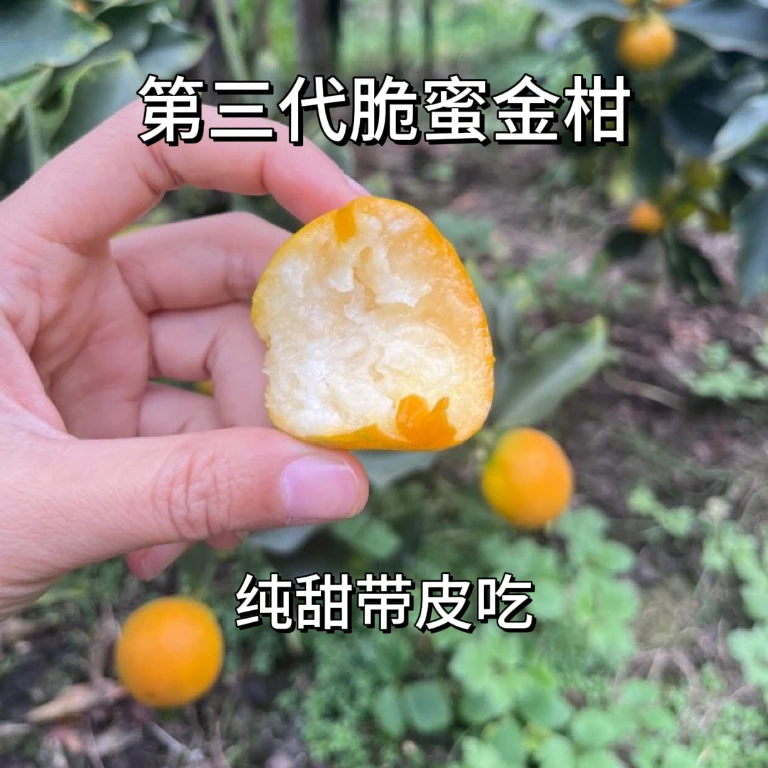 【顺丰包邮】融安第三代脆蜜金柑纯甜带皮吃独立包装