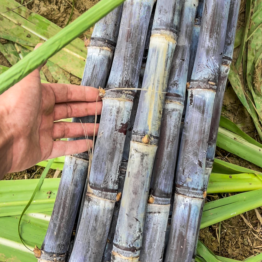 5斤（短节细条小条甘蔗）黑皮甘蔗