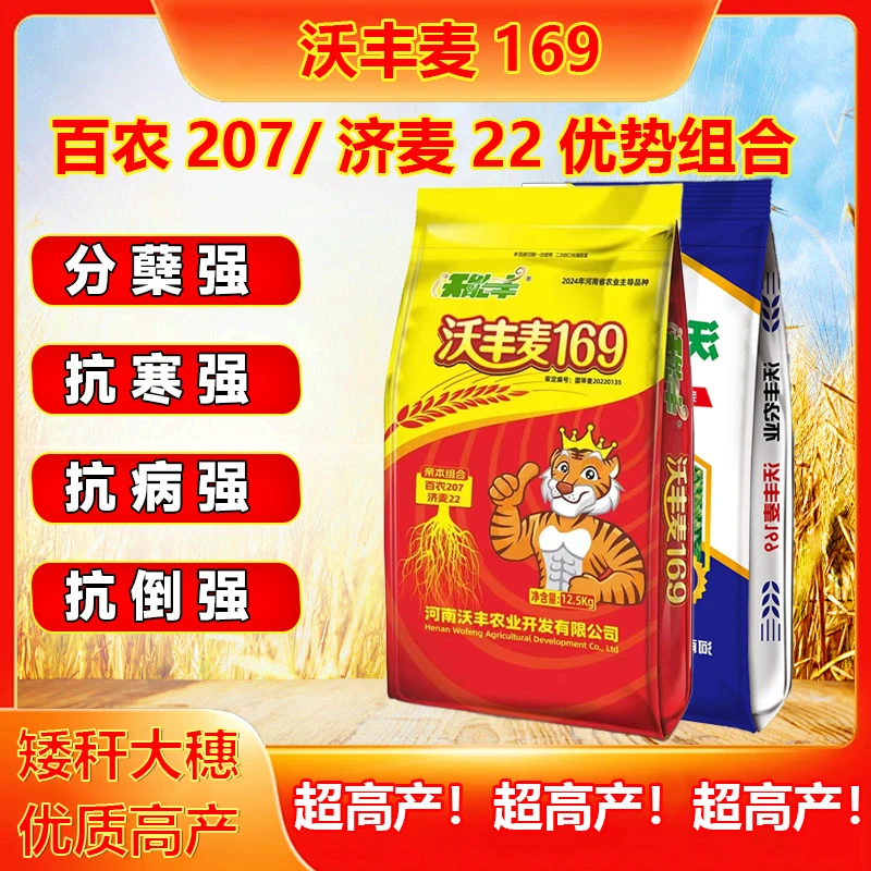 【沃丰麦169】优质高产抗病抗倒大穗增产增收小麦品种籽粒饱满矮杆