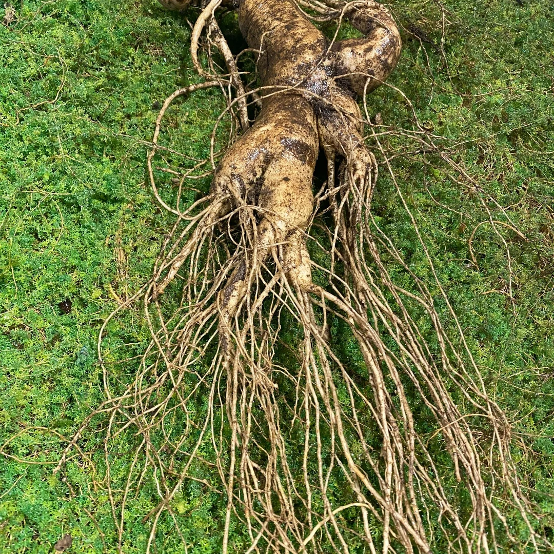 来莱特选长白山鲜参新鲜人参泡酒煲汤高年份三两老趴