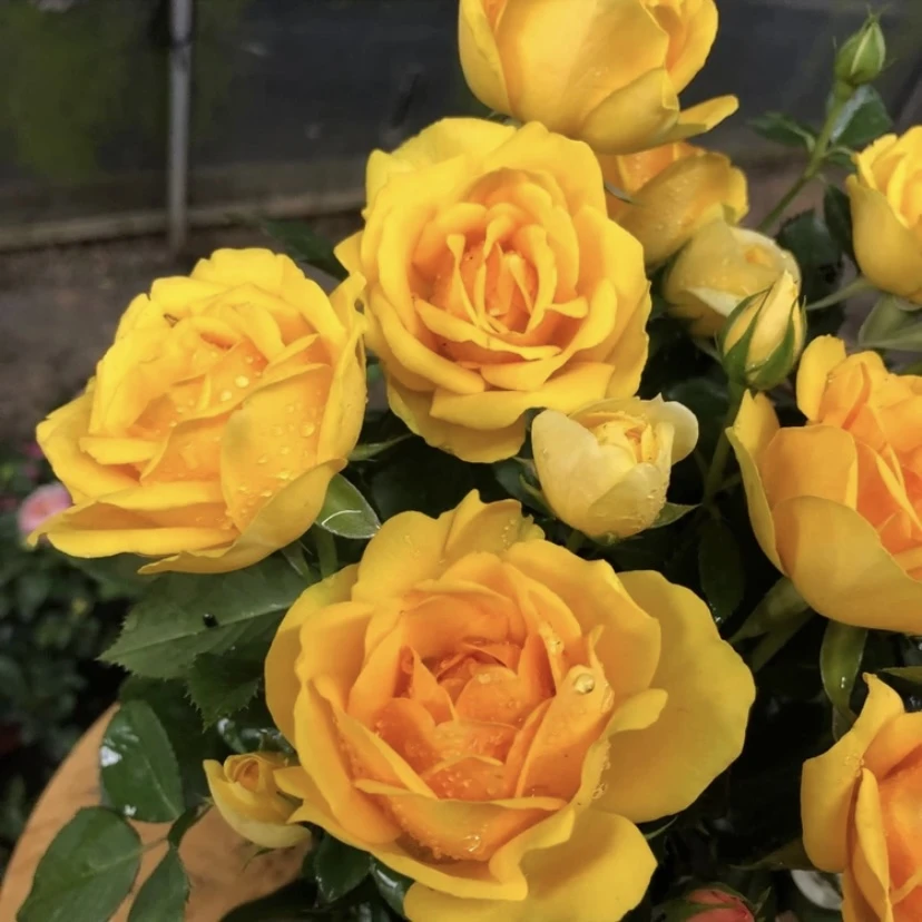【仙度瑞拉】+【黄金芭比伦】月季花苗四季开花浓香庭院阳台