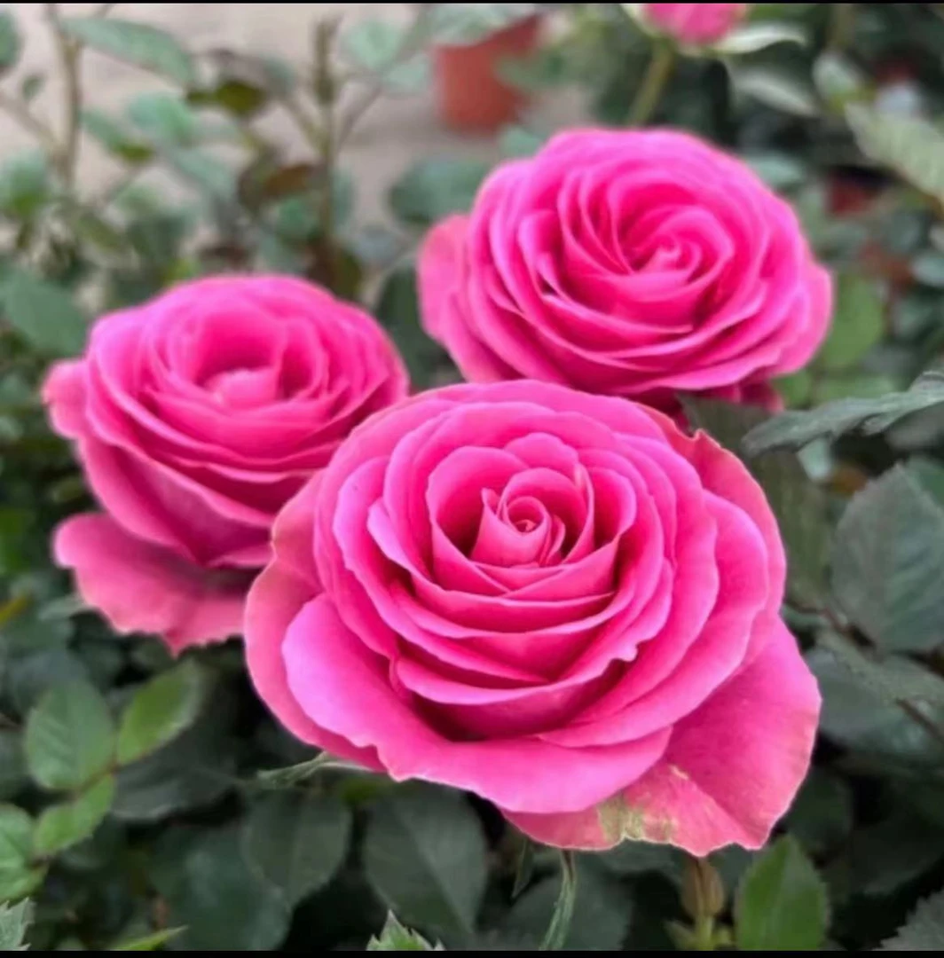 【法国梦露】月季花云南鲜花盆栽室内外好养原盆原土带花苞