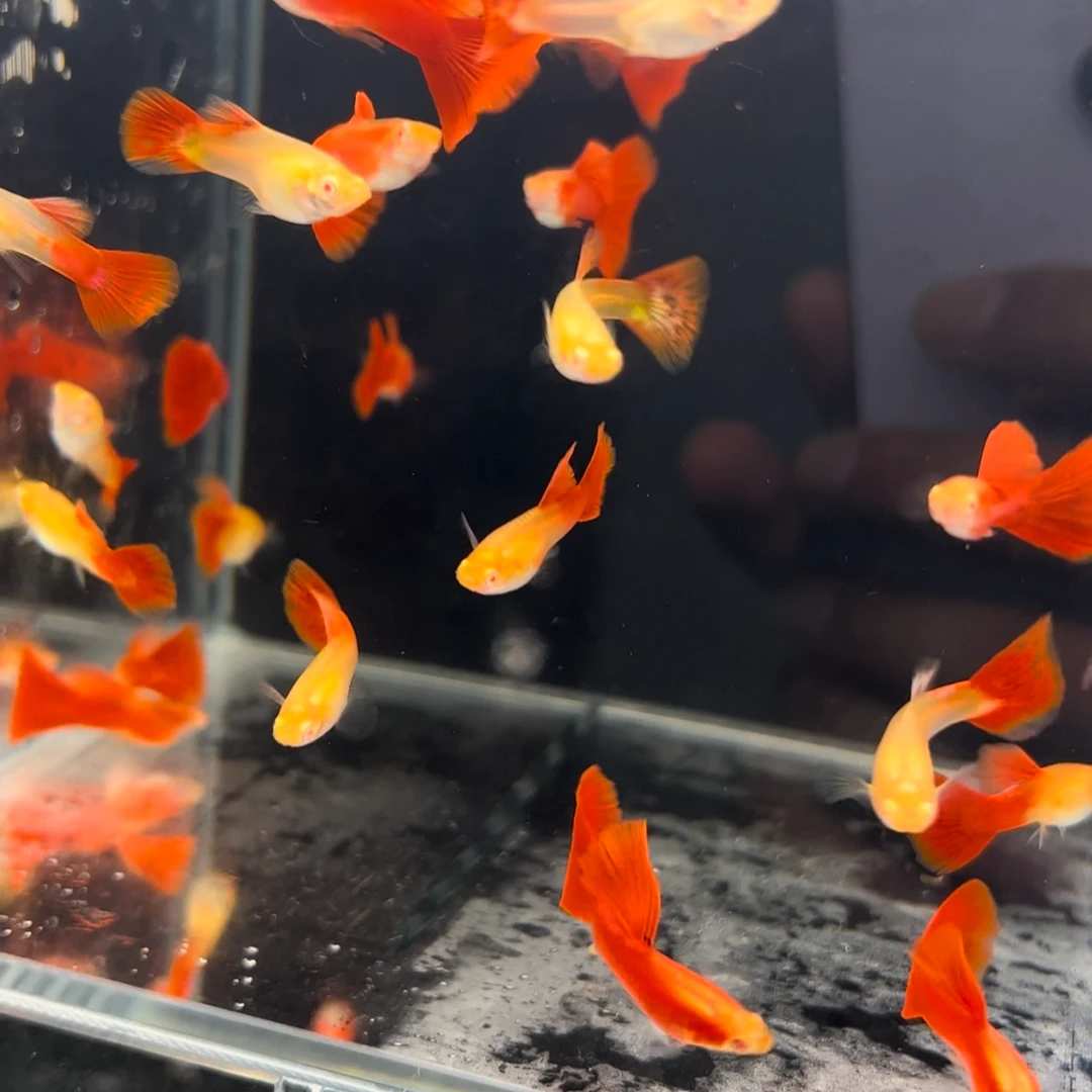 精品孔雀鱼荷线全红