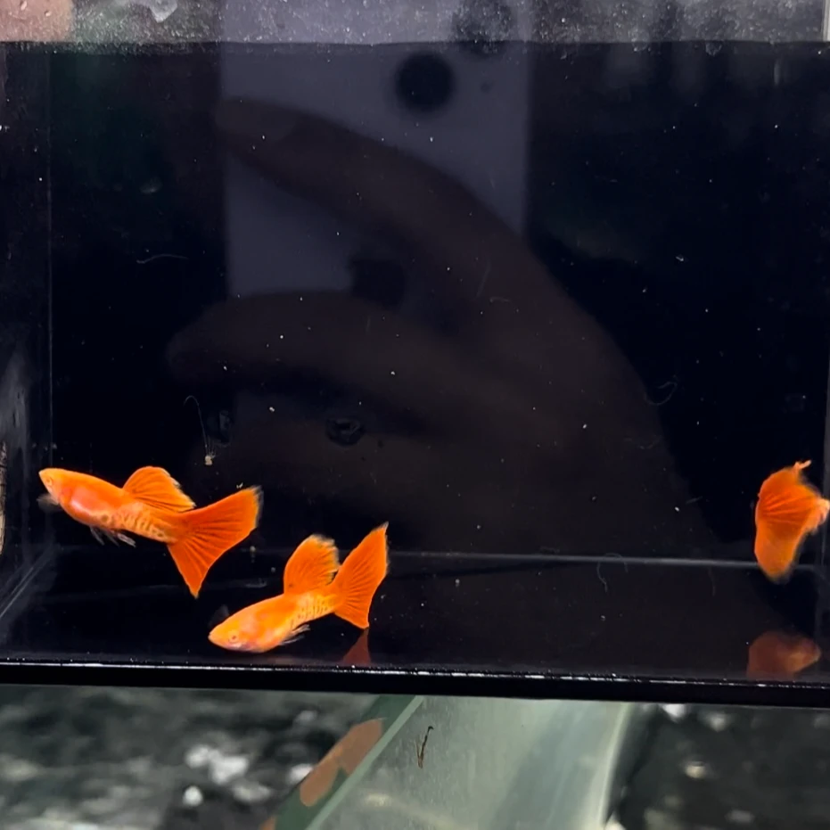 精品红脸银河孔雀鱼顺丰包邮