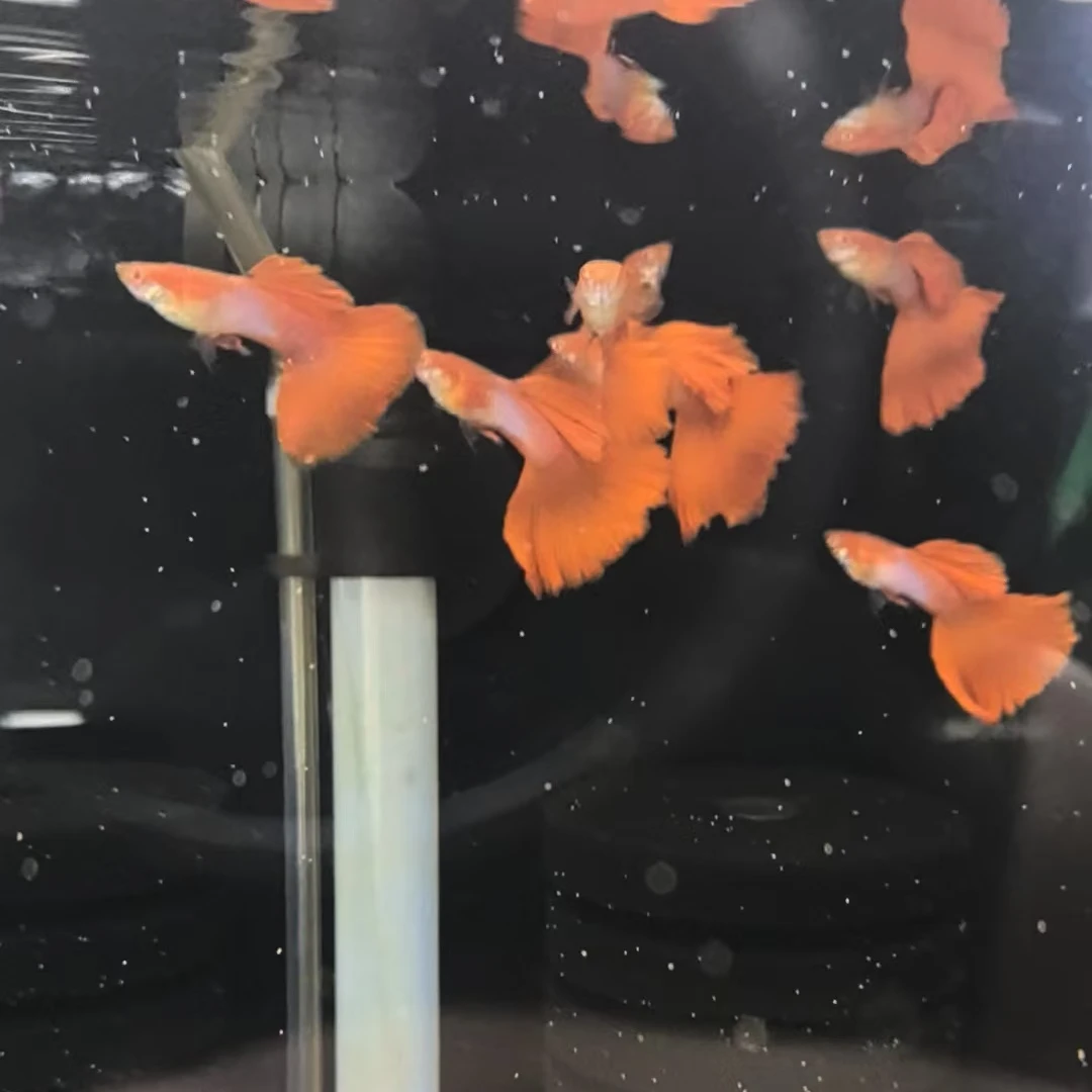 精品日本蓝红尾孔雀鱼（二对）