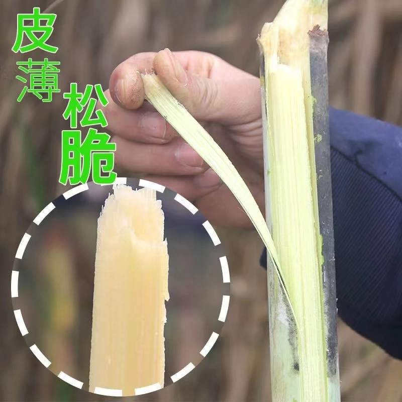 四川本地特长青皮甘蔗绿皮甘蔗皮薄松脆农家自种5斤 9斤装