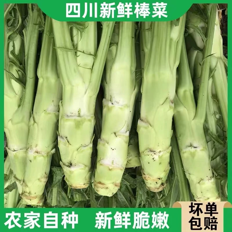 四川特产棒棒菜青菜头农家自重棒菜苔泡菜青笋新鲜蔬菜3斤