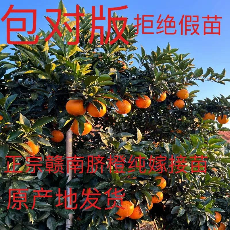 正宗赣南脐橙两年嫁接裸根苗根系发达保湿发货