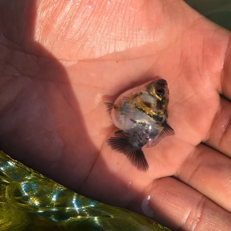 精品短尾将军活体金鱼