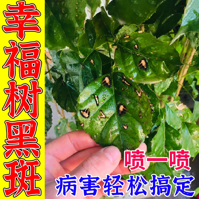幸福树黑斑病专用杀菌剂快速杀菌花卉叶斑病黄叶卷叶烂根水溶肥料
