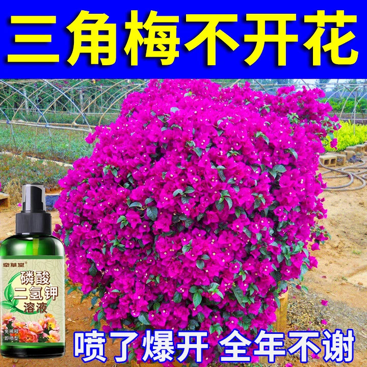月月开花】三角梅专用催花液体肥磷酸二氢钾防黄枯萎免稀释营养液