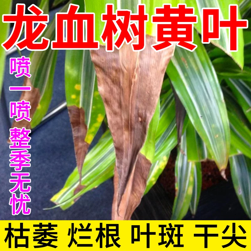 龙血树专用营养液龙血树干尖黄叶生长慢专用促生长免稀释液体肥