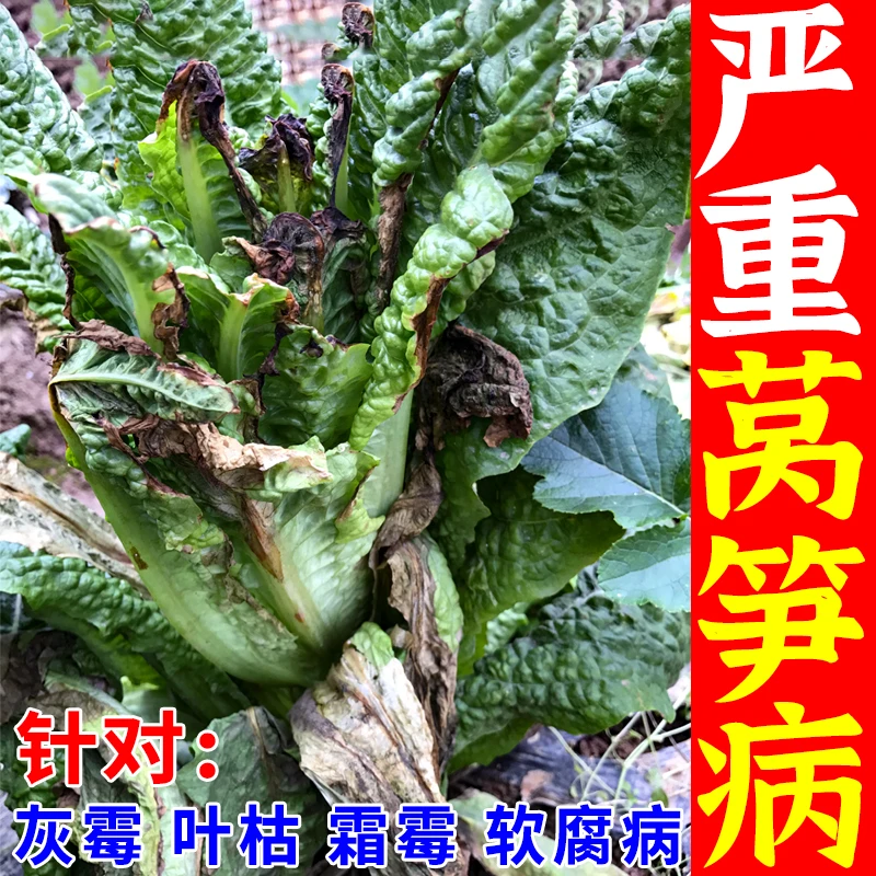 莴笋灰霉病专用杀菌剂菌核病炭疽病霜霉病茎腐病莴笋病全管水溶肥