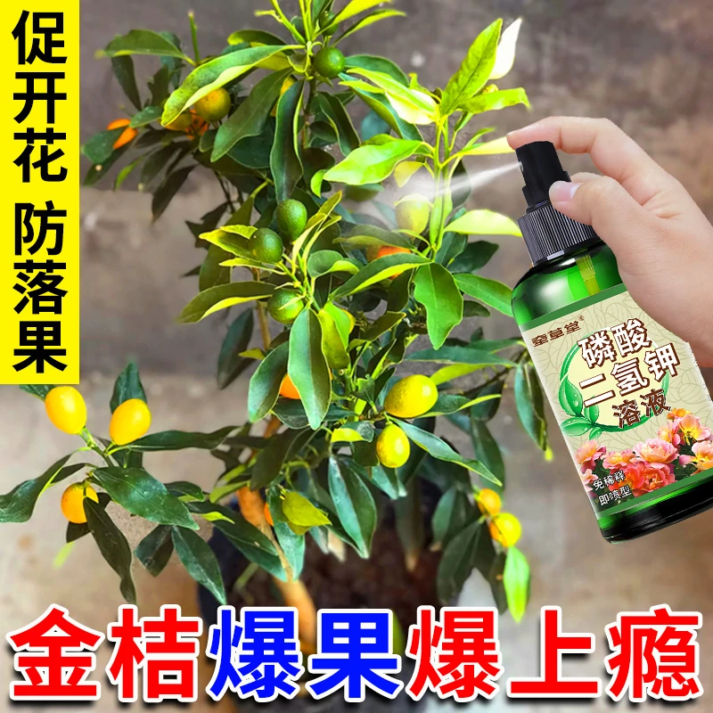 金桔树专用营养液橘子肥料金桔苗专用防黄叶不开花促花保果有机肥