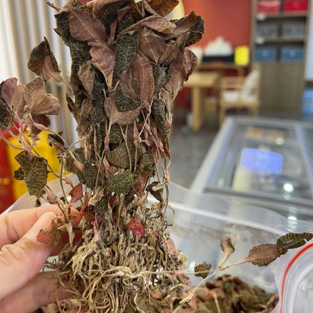 【麦甜推荐】福建红霞金线莲50克起装整株 炖汤