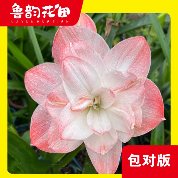 鲁韵花田漂亮女孩 朱顶红大花包对版 阳台办公室室内客厅懒人绿植