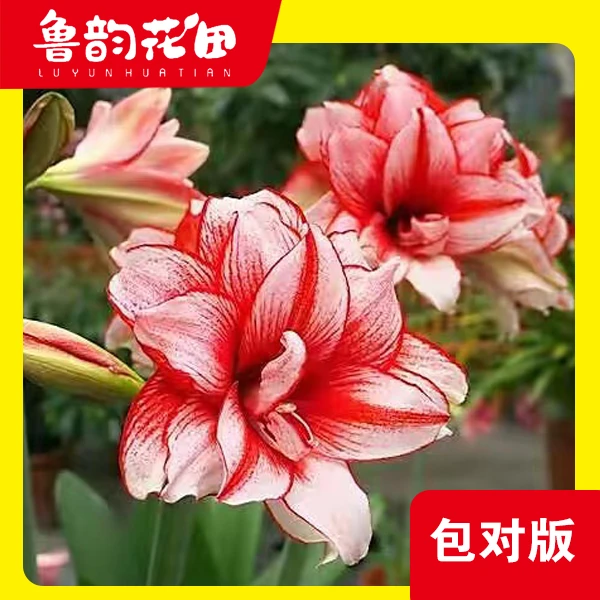 鬼魅 朱顶红 重瓣 中花型 包对版