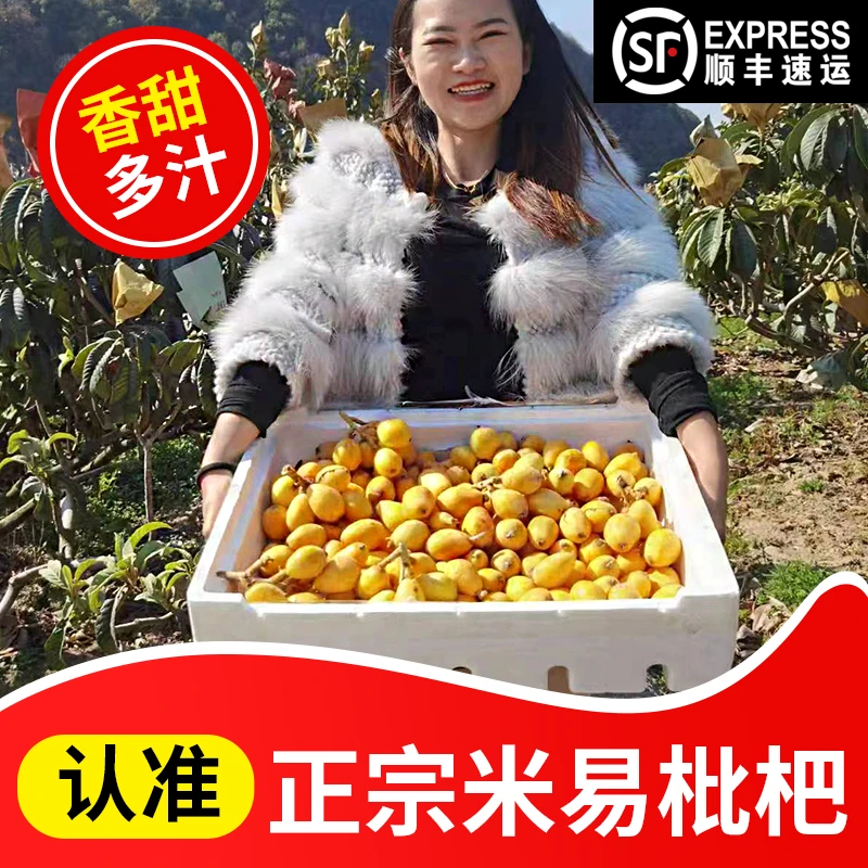 【顺丰发货】米易高山多汁枇杷好吃产地果园新鲜采摘应季水果1-10斤