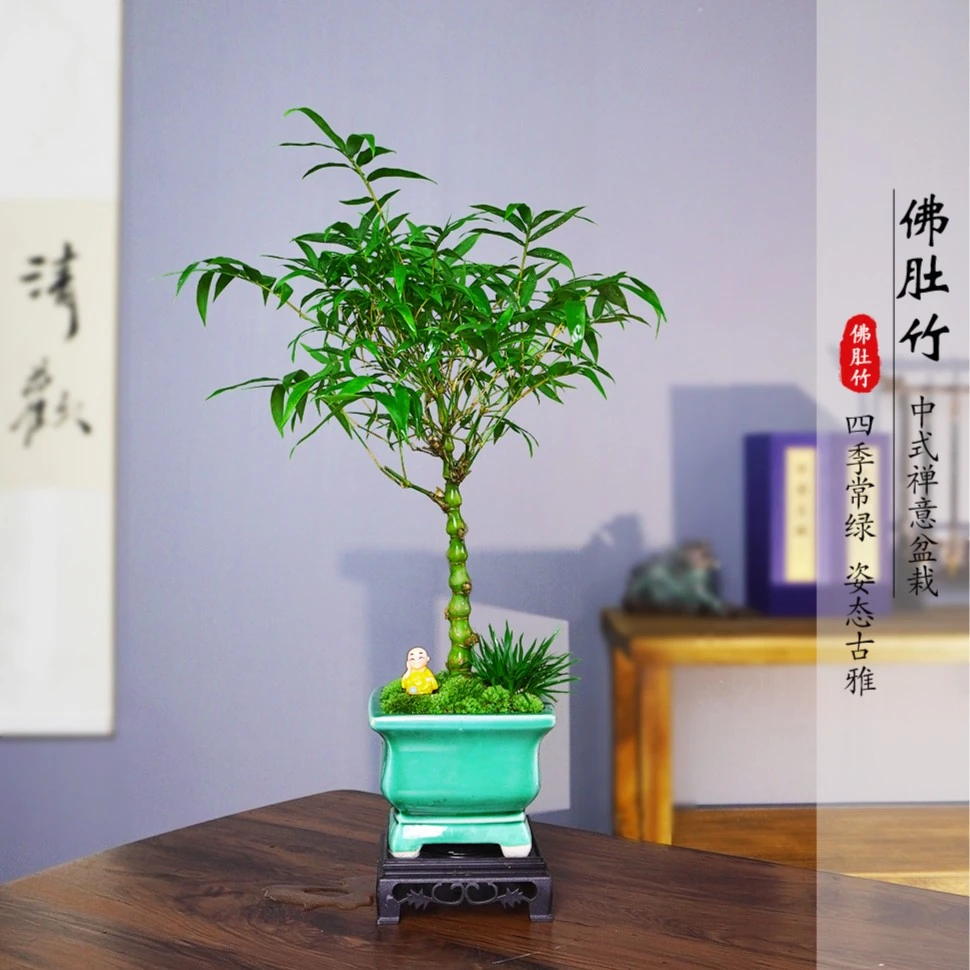 老桩罗汉竹佛肚竹盆景竹室内办公室客厅花好养观赏竹四季常青绿植