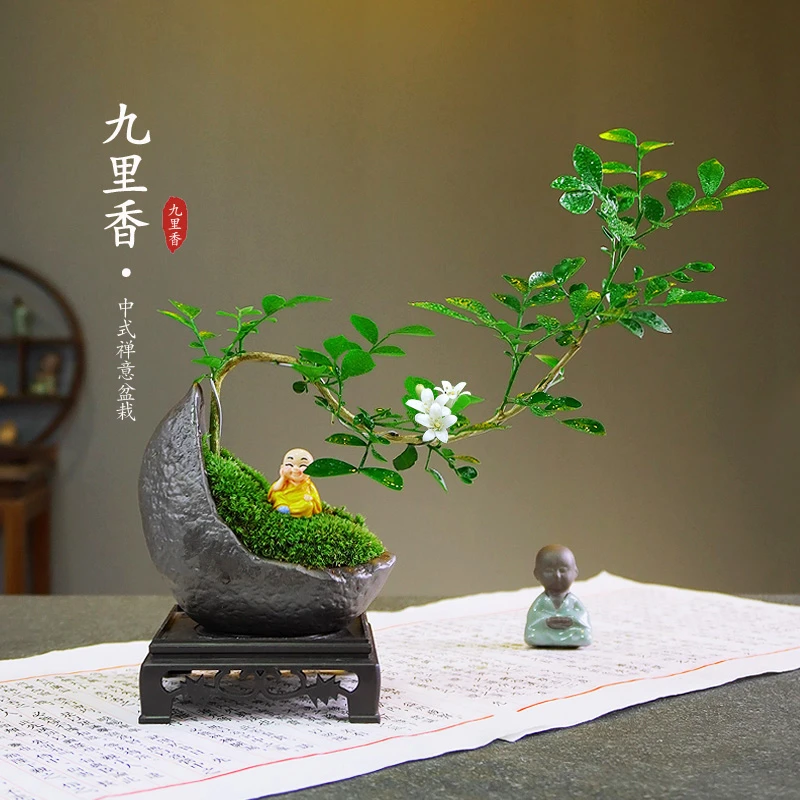 【果识】悬崖造型九里香盆景微盆景绿植盆当年开花浓香室内驱蚊