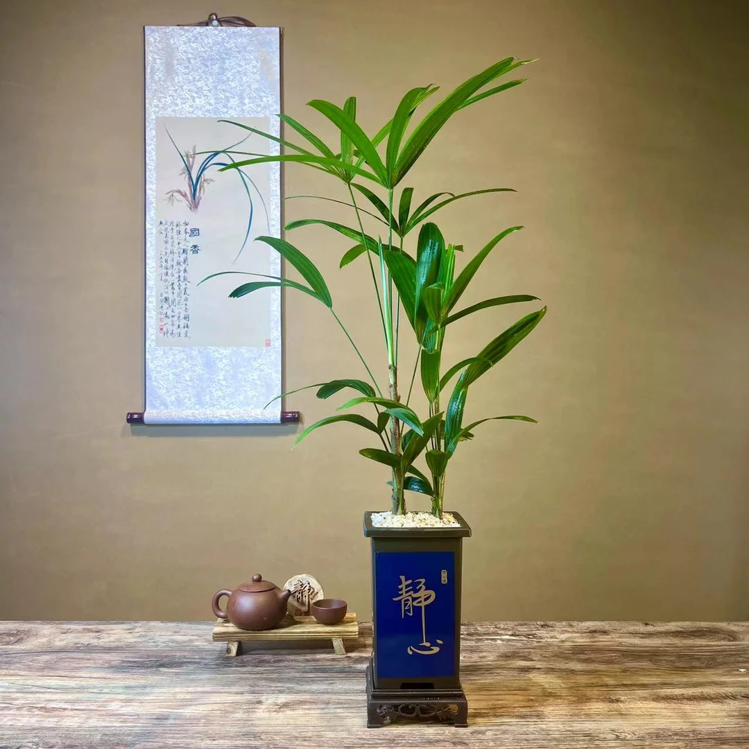 棕竹盆栽办公室客厅桌面耐阴净化空气四季常青绿植